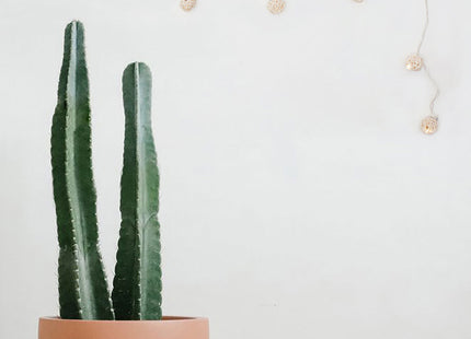 10 LED Rattan Ball String Lights - Battery Operated