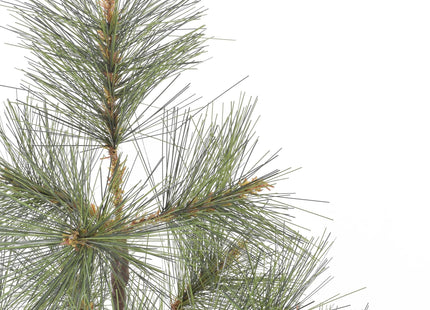 24" Tabletop Mountain Pine Christmas Tree with Burlap Wrapped Base